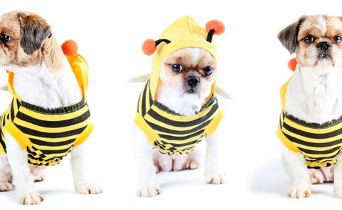 Halloween Costume Ideas for Pets