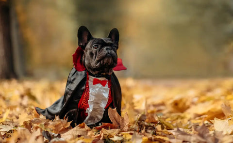 Halloween Costume Ideas for Pets