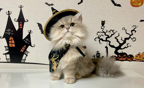 Halloween Costume Ideas for Pets
