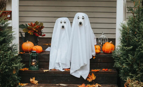 Halloween Products You Need This Season