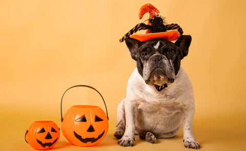 Pet-Friendly Halloween Decorations