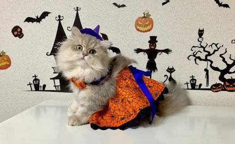 Pet-Friendly Halloween Decorations
