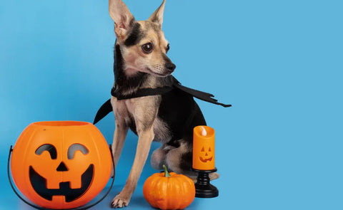 Pet-Friendly Halloween Decorations