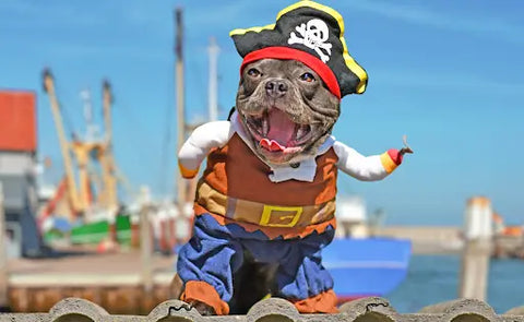 Halloween Costume Ideas for Pets