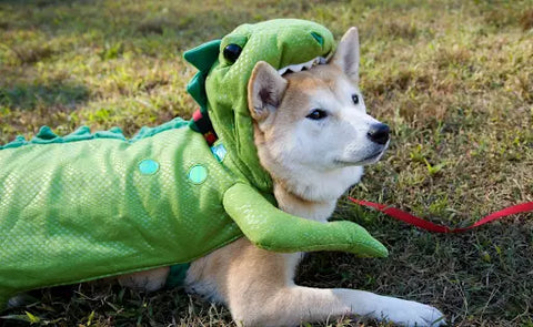 Halloween Costume Ideas for Pets