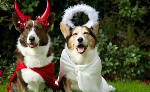 Halloween Costume Ideas for Pets