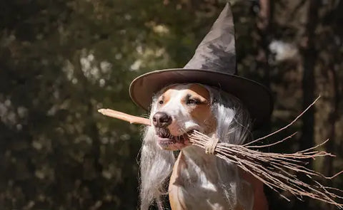 Halloween Costume Ideas for Pets