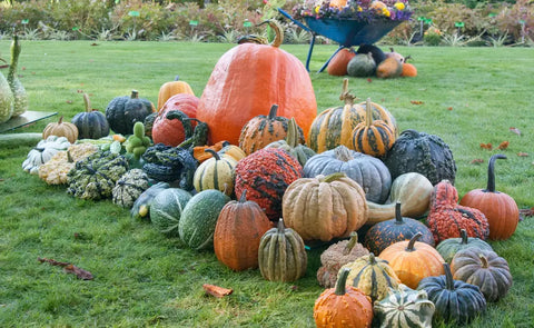How to Host a Pumpkin Carving Contest